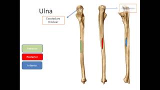 Miembro superior BrazoMano Osteología [upl. by Notsej]