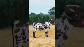 Black nelor Brazilian cattle farm business techniques youtube shortvideo shorts cattlefarming [upl. by Emmalee450]