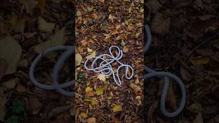 An Incredible Knot EVERYONE Must Know Simple but works survival bushcraftlife bushcraft [upl. by Behka893]