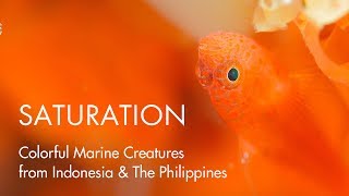 SATURATION  Colorful Marine Creatures from Indonesia amp The Philippines [upl. by Packer]