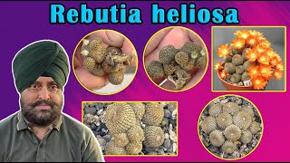 Rebutia heliosa  Cacti care [upl. by Asaeret]