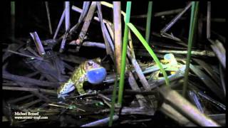 Toad singing with a spring peeper [upl. by Tingley839]