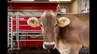 The milking process of the Lely Astronaut A5  EN [upl. by Holub]