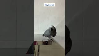 Parrot Rocky Pretended to Eat 🦜😅 africangrey talkingparrot cuteparrot pets birds parrot [upl. by Eiahpets965]