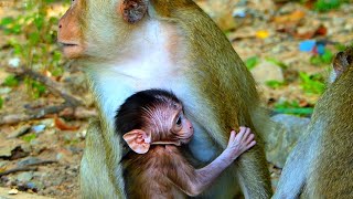 Very Very Hungry  Baby Monkey Pull Mom Breast Drink So Fast [upl. by Higginbotham]