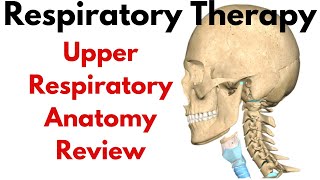 Respiratory Therapist  Upper Respiratory Anatomy Review [upl. by Nimrak515]