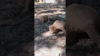 Labradoodle puppies enjoying the day [upl. by Rostand]