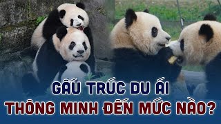 Du Ái  “Einstein” của Giới Gấu Trúc Thông Minh Đến Mức Nào  Thích Khám Phá [upl. by O'Kelly]