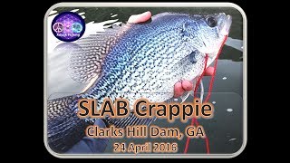 Strom Thurmond Clarks Hill Dam Fishing Crappie and White Perch 7 May 2016 [upl. by Rosenberger]