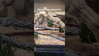 Carsons new bioactive reptiles snake bioactive [upl. by Mandych]