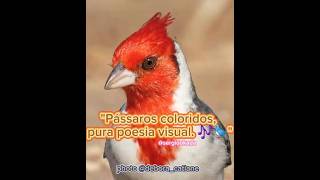 quotPássaros de Mil Cores A Arte Viva da Natureza 🎨🐦quot [upl. by Louise329]