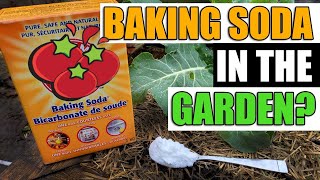 Put Baking Soda In Your Garden And See What Happens [upl. by Ecnerwaled]