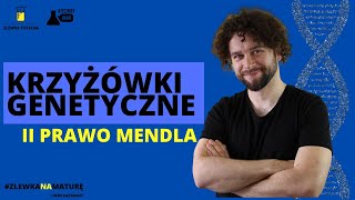 KRZYŻÓWKI GENETYCZNE  II PRAWO MENDLA  Matura z biologii 2023  studia 👩‍⚕🧑‍⚕ [upl. by Pros624]