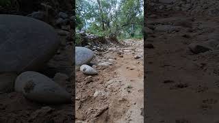 Leopard sighting pugmark jungal  jim corbett [upl. by Blane]