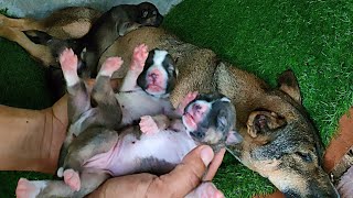 Five puppies were born naturally and five survived The highyield gene for natural birth is too [upl. by Issej]