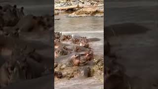 Crocodile Attacks Baby Hippo  Herd Takes REVENGE [upl. by Anett]