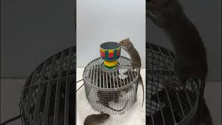 Best Mouse Trap Ideas  Mouse trap with fan cage and mesh ring [upl. by Lefty751]