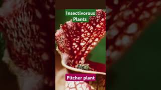 Insectivorous plants insectivorous plants venus pitcherplants [upl. by Pliske]