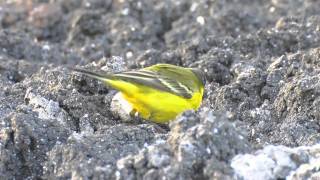 Yellow Wagtails  Motacilla flava dombrowskii [upl. by Ayhtin534]