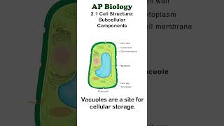 AP Bio  21 Vacuoles apbiology cellbiology [upl. by Lehacim849]