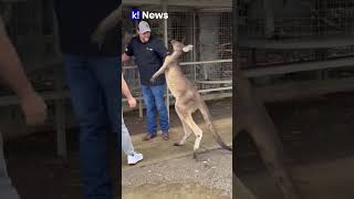 Canguru brigão ataca turistas na Austrália [upl. by Noraha]