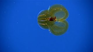 EX2206 Dive 03 Azores Plateau Midwater Aug 09 2022 [upl. by Aziram]