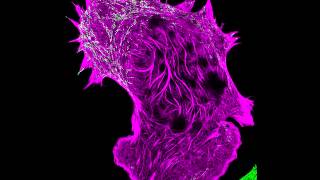 Interaction of Filamentous Actin with Myosin [upl. by Aila]