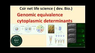 genomic equivalence and the cytoplasmic determinants developmental biology csir net life science [upl. by Vesta]