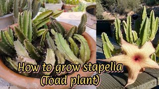 How to grow and care Stapelia  Stapelia plant care  All About plants [upl. by Pinzler]