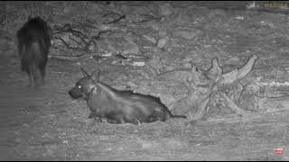 Two Brown Hyenas Seem Like Mating Oct 12 2024 [upl. by Arand]