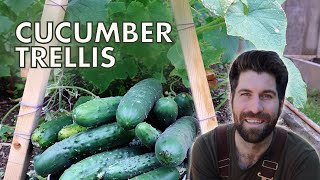 Use This Cucumber Trellis for a HUGE Harvest [upl. by Kory]