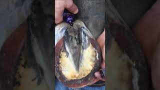 restoring a horse hoof shorts farrier satisfying asmr [upl. by Limay]