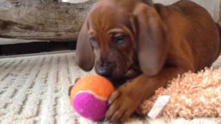 Cutest Redbone Coonhound Puppy Face Ever [upl. by Clinton]