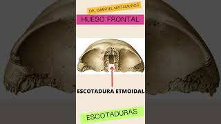 Hueso frontal Escotadura etmoidal medicine [upl. by Hittel643]