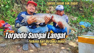 Jarang dia muncul di sungai langat Tak sangka hari ni adalah hari Torpedo Sungai Langat buka mulut [upl. by Pournaras395]