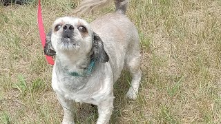 2 FIESTY MALTESE POODLE MIX [upl. by Aaronson]