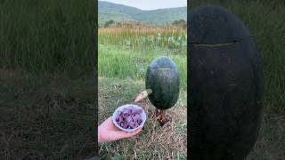 Survival Skills SIMPLE and USEFUL with soap and watermelonbushcraft camping outdoors [upl. by Aikam]