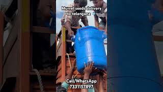 4 inch murrel seeds delivery to telangana feed converted seed for orders callwhatsapp 7331157897 [upl. by Imled]