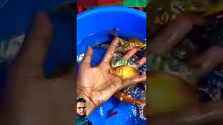 Bade wale aquarium ka pani badal diya aquariumfish petsvlog aquarium aquariumlovers clownfish [upl. by Donelson]