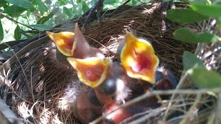 Blackbird nesting  from building the nest to leaving the nest [upl. by Alpert]