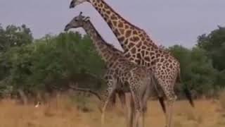 Giraffe Breeding  Zarafa Meeting  Wild Animals Meeting [upl. by Aman]