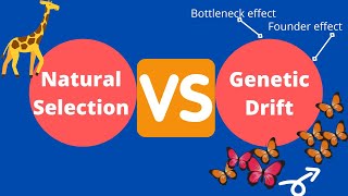 Natural Selection and Genetic Drift Bottleneck effect Founder effect [upl. by Vasilis377]