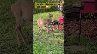 Deer in my bird feeder today birds [upl. by Elolcin]