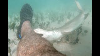 Bitten by a baby Lemon shark [upl. by Leumas]