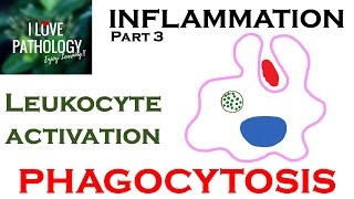 INFLAMMATION Part 3 Leukocyte Activation  PHAGOCYTOSIS [upl. by Collins]