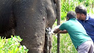 Heartwarming Treatment to Elephant suffered from a severe injury caused by a crocodile attack [upl. by Lienhard]