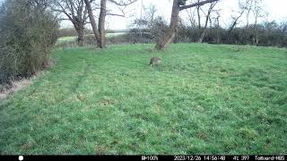 Chinese water deer territory border [upl. by Sierra]