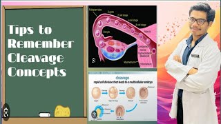 Cleavage Concepts  Definition of Cleavage  Subdivisions of Cleavage [upl. by Wanids392]