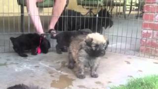 Cute Bouvier des Flandres puppies 4 12 weeks old experience grass for the first time [upl. by Soisinoid910]