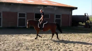 2 Korrektur Pferdegerecht reiten mit feinen Hilfen Dressur reiten VorherNachher [upl. by Anatniuq8]